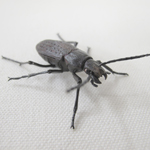 ホソアカガネオサムシ 自在置物