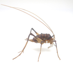 カマドウマ メス