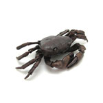 自在置物 サワガニ