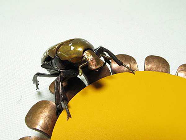 Jizai Catonia pilifera