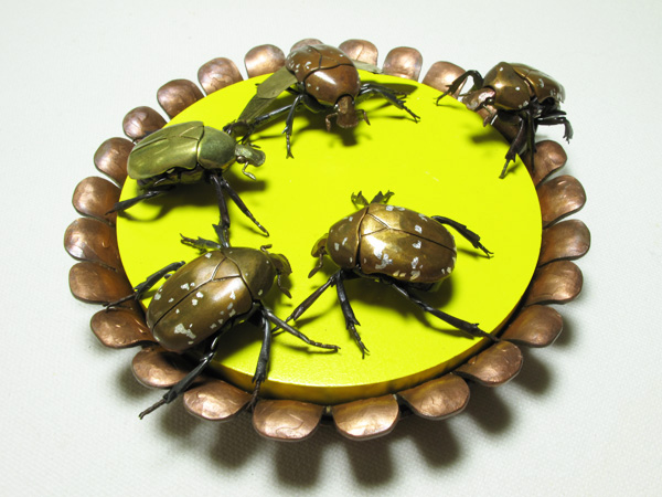 Jizai Catonia pilifera