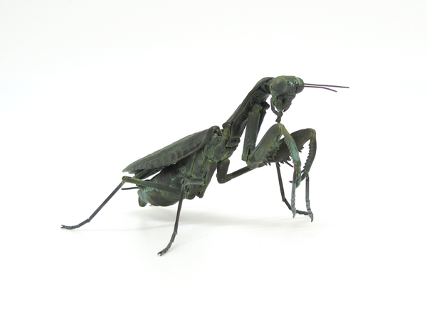ハラビロカマキリ