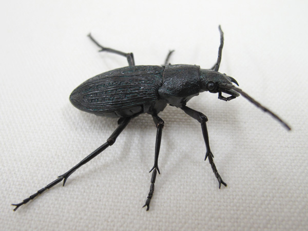 Jizai ground beetles