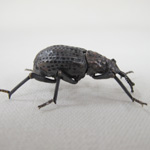 Weevil